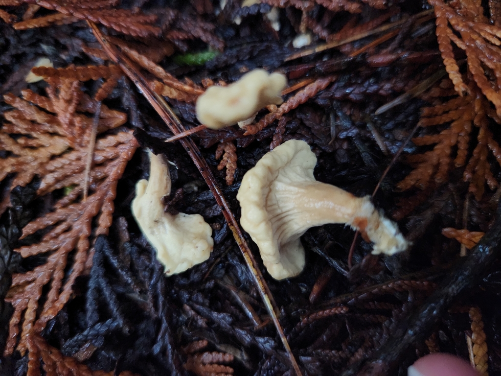 Clavariadelphus ligula