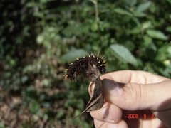Siproeta epaphus trayja