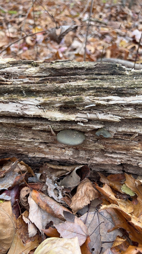 Sarcomyxa serotina · November 2025 · photo: © wyattsibilia (iNaturalist, cc-by)