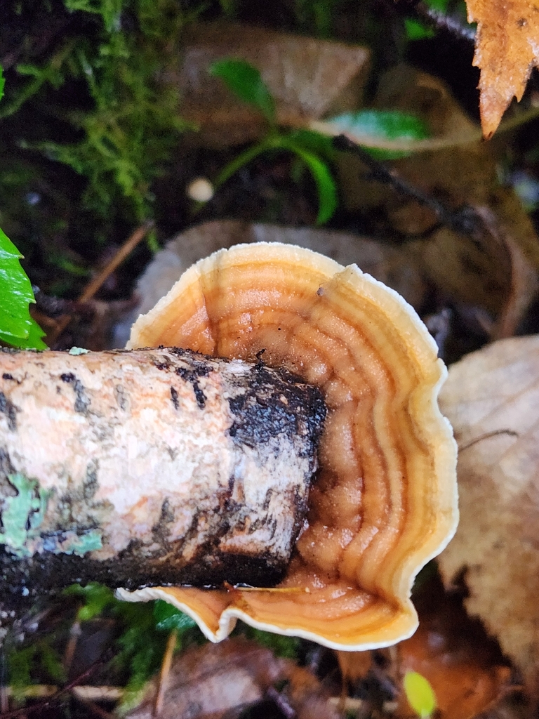 Stereum subtomentosum · November 2025 · photo: © lytiic (iNaturalist, cc-by-nc)