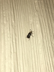 Euparius