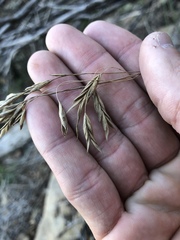 Bromus lanatipes