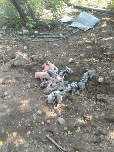 Domestic Pig