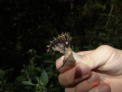 Siproeta epaphus trayja