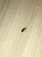 Euparius