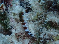 Malacoctenus triangulatus