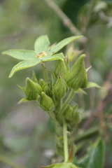 Gonolobus grandiflorus