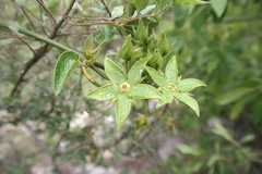 Gonolobus grandiflorus