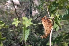 Gonolobus grandiflorus