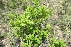 Mandevilla foliosa