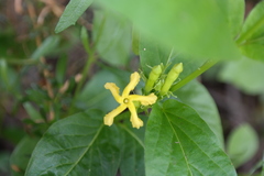 Mandevilla foliosa