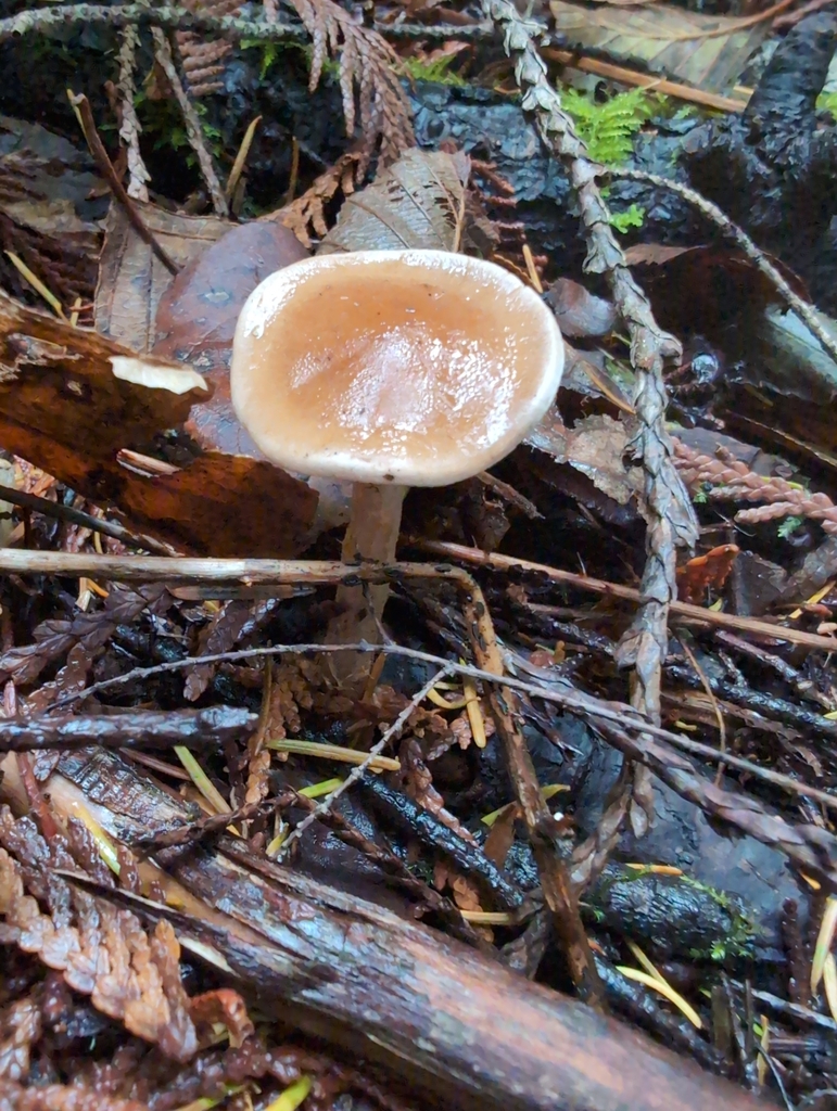 Hebeloma praeolidum · November 2025 · photo: © kem_luther (iNaturalist, cc-by-sa)