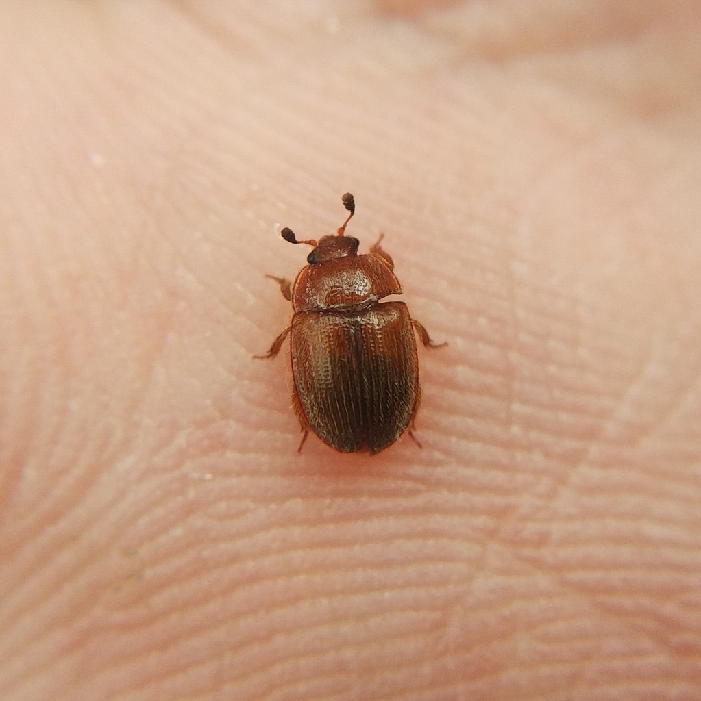 Pocadius adustus