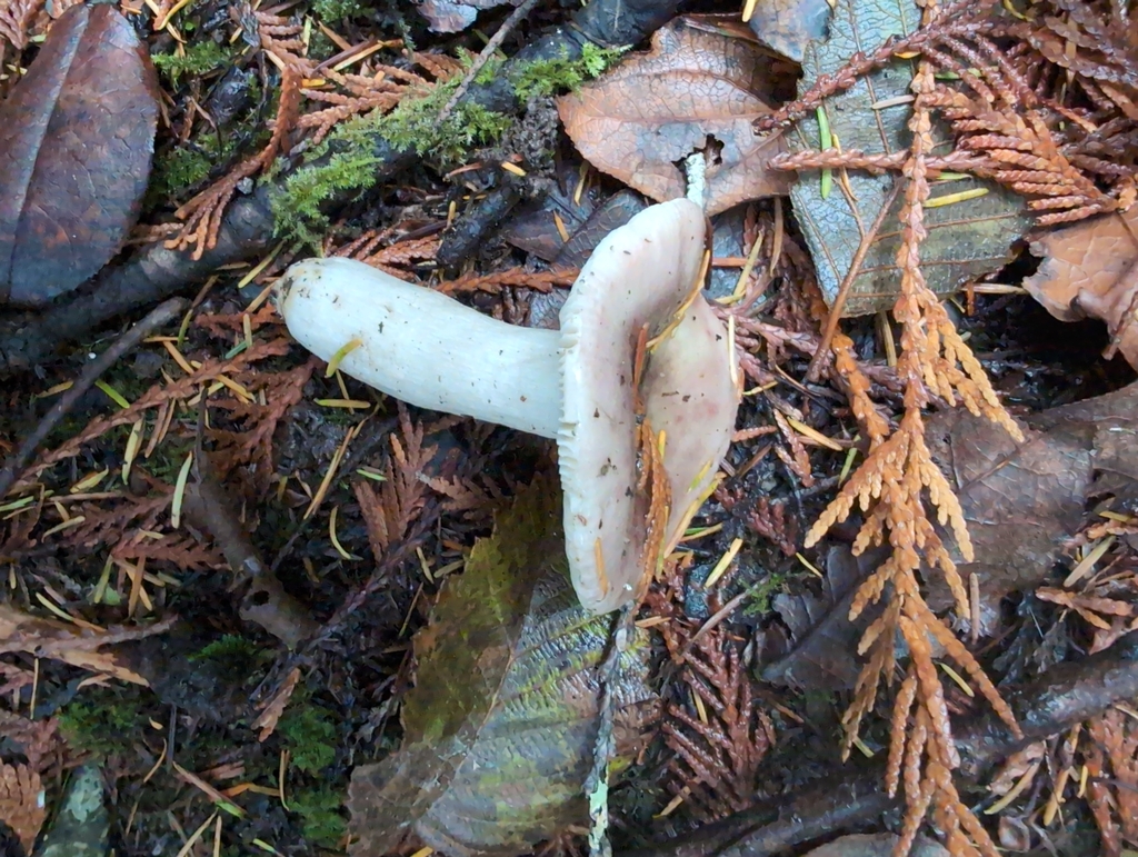 Russula salishensis
