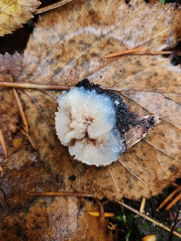Merulius tremellosus · November 2025 · photo: © lytiic (iNaturalist, cc-by-nc)