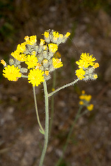 Pilosella cymosa