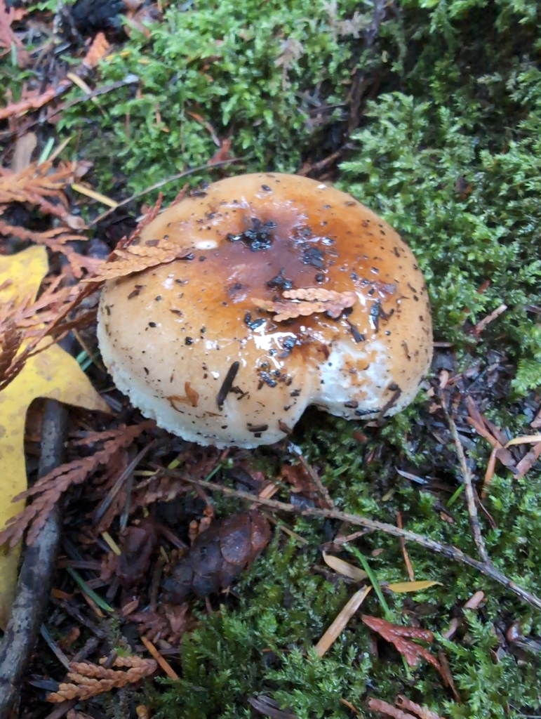 Hygrophorus bakerensis · November 2025 · photo: © kem_luther (iNaturalist, cc-by-sa)