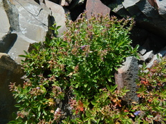 Penstemon fruticosus fruticosus