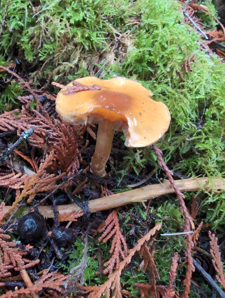 Phlegmacium variocracens