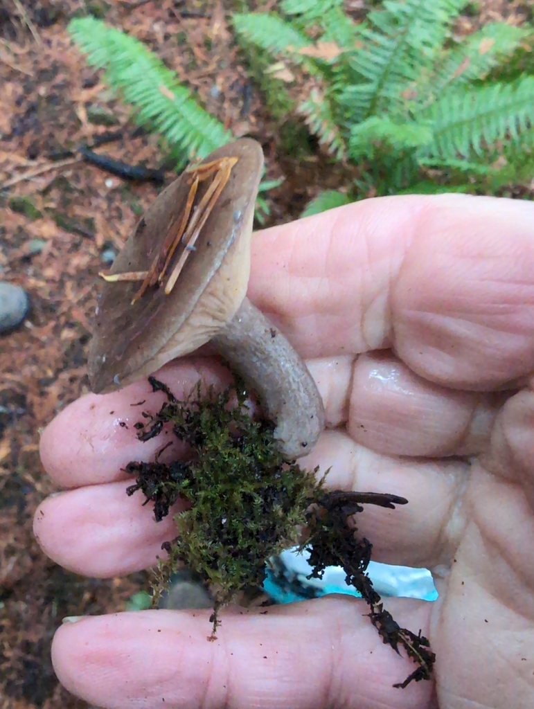 Lactarius glutigriseus · November 2025 · photo: © kem_luther (iNaturalist, cc-by-sa)