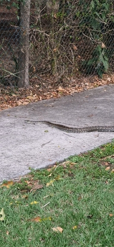 Coastal Carpet Python sighting