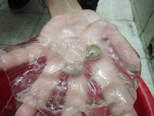 Southern Moon Jelly, photo 5 of 7