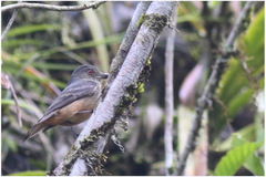 Knipolegus poecilurus