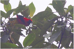 Calochaetes coccineus