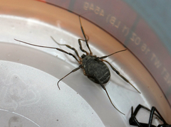 Eumesosoma