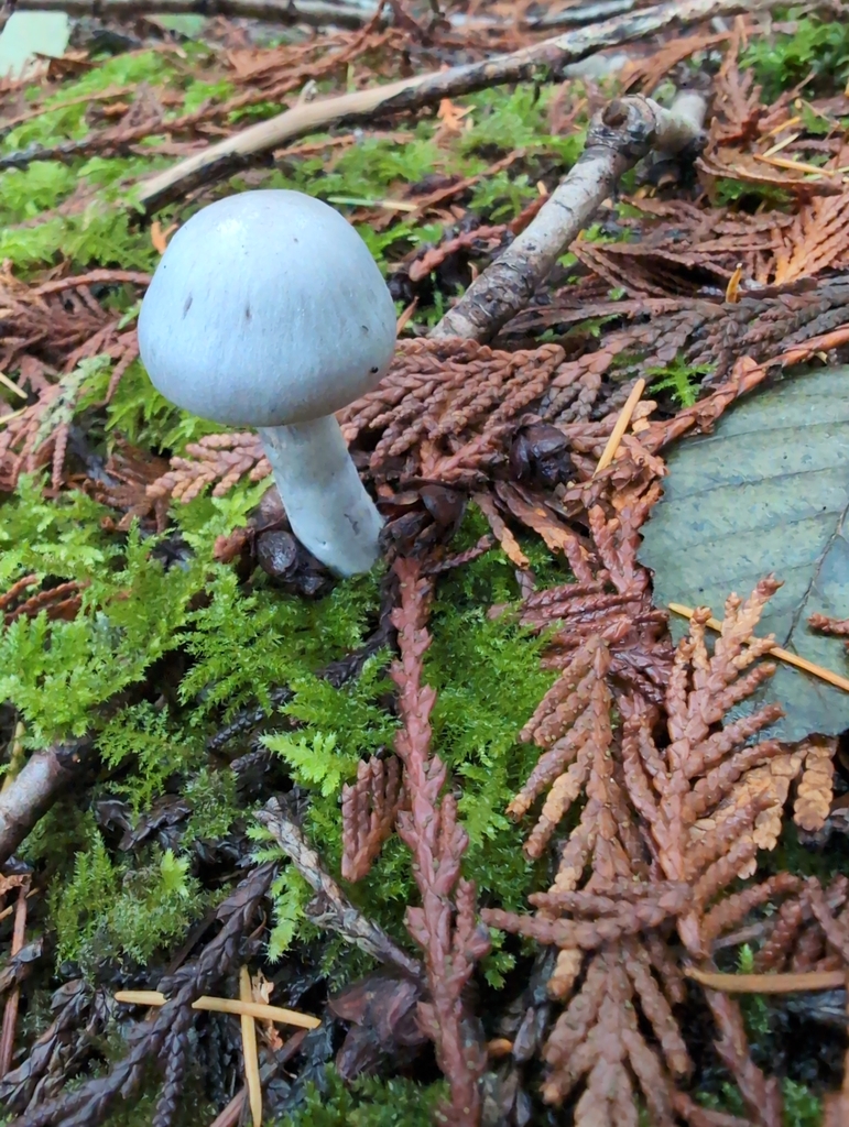 Cortinarius alboviolaceus · November 2025 · photo: © kem_luther (iNaturalist, cc-by-sa)