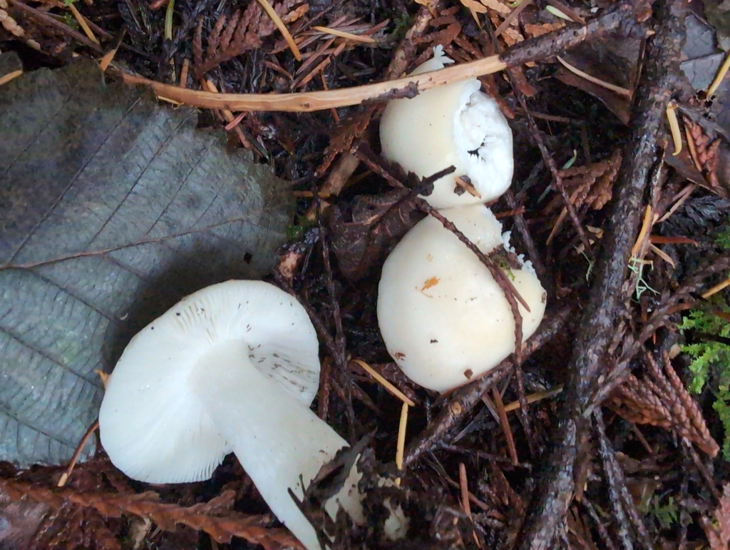 Russula montana