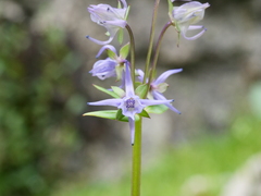 Halenia elliptica, photograph (c) Jiao Sun (孙娇), some rights reserved (CC BY)