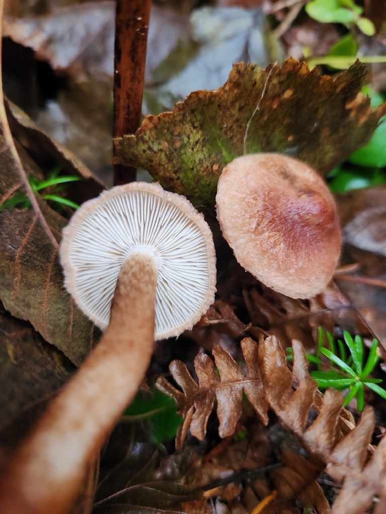Tricholoma vaccinum