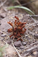 Aphyllon cooperi palmeri