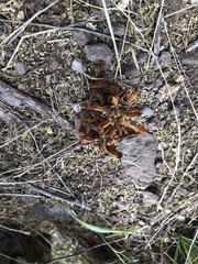 Aphyllon cooperi palmeri