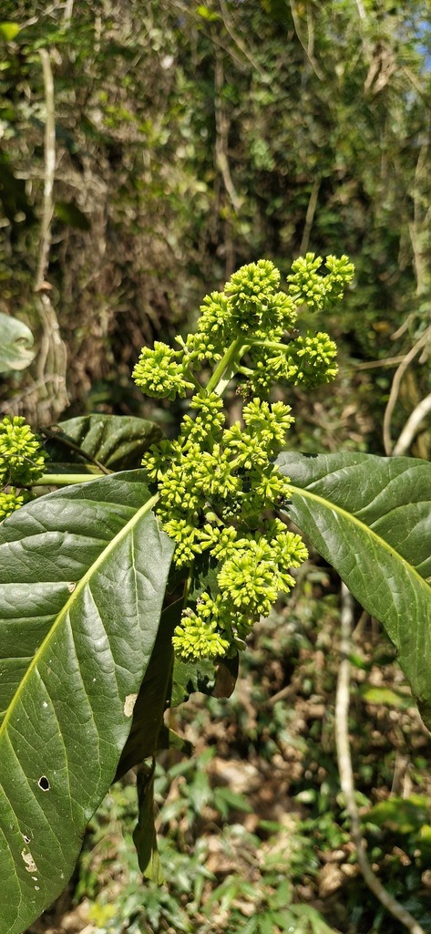 Neea verticillata