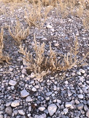 Halogeton glomeratus