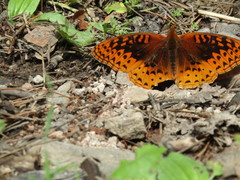 Speyeria nokomis