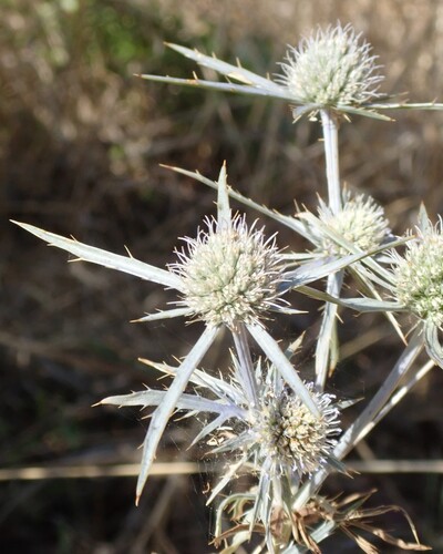 Eryngium tricuspidatum, photograph 5