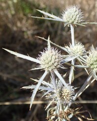 Eryngium tricuspidatum, photograph (c) Benoit NABHOLZ, some rights reserved (CC BY-SA)