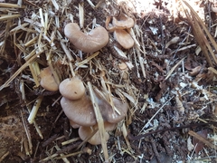 Pleurotus parsonsiae