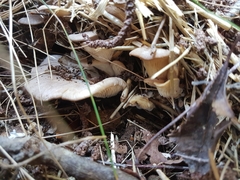 Pleurotus parsonsiae