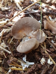 Pleurotus parsonsiae