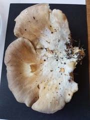 Pleurotus parsonsiae