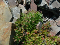 Penstemon fruticosus fruticosus