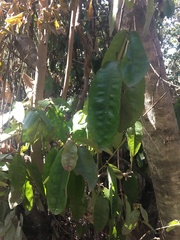 Aextoxicon punctatum