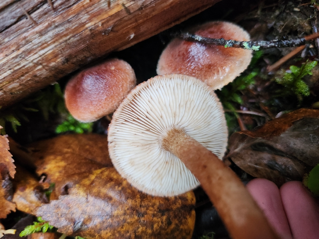 Tricholoma vaccinum · November 2025 · photo: © lytiic (iNaturalist, cc-by-nc)