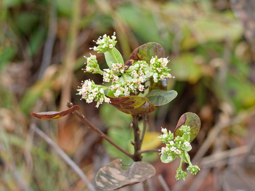Anacardium humile, photograph 3