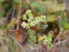 (c) Donald Davesne, some rights reserved (CC BY) Anacardium humile, photograph (c) Donald Davesne, some rights reserved (CC BY)