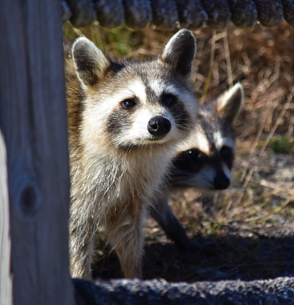 Common Raccoon from Aransas County, TX, USA on December 30, 2019 at 11